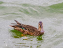Shoveler - Płaskonos